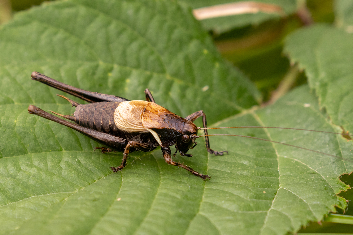 Alpine Dark Bush-Cricket (Pholidoptera aptera) This individual is a male: it lacks the ovipositor that femals employ for depositing their eggs. Rather it sports a pair of pincer-like cerci at its rear end that it uses to fixate the female during mating. Alpine Dark Bush-Cricket,Geotagged,Insekt,Italien,Italy,Pholidoptera aptera,Summer