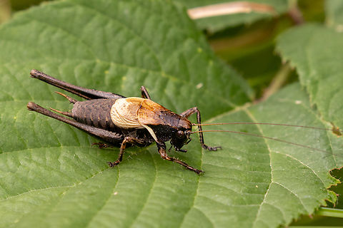 Alpine Dark Bush-Cricket (Pholidoptera aptera) This individual is a male: it lacks the ovipositor that femals employ for depositing their eggs. Rather it sports a pair of pincer-like cerci at its rear end that it uses to fixate the female during mating. Alpine Dark Bush-Cricket,Geotagged,Insekt,Italien,Italy,Pholidoptera aptera,Summer