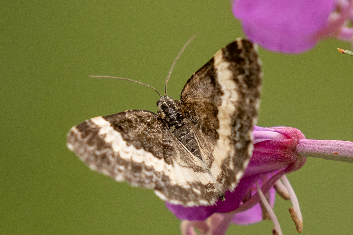 White-banded carpet (Spargania luctuata) One of several similar looking geometrid moths that are basically (greyish-) black and white. With this species, the white band that spans both wings is very prominent, whereas other similar looking species contain greater specks of white inside the black areas (are more mottled). Falter,Geotagged,Insekt,Italien,Italy,Schmetterling,Spargania luctuata,Summer,Tiere,butterfly,mariposa
