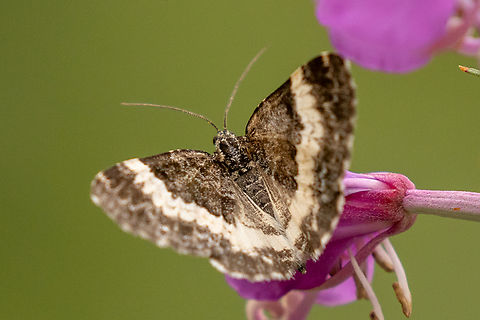 White-banded carpet (Spargania luctuata) One of several similar looking geometrid moths that are basically (greyish-) black and white. With this species, the white band that spans both wings is very prominent, whereas other similar looking species contain greater specks of white inside the black areas (are more mottled). Falter,Geotagged,Insekt,Italien,Italy,Schmetterling,Spargania luctuata,Summer,Tiere,butterfly,mariposa