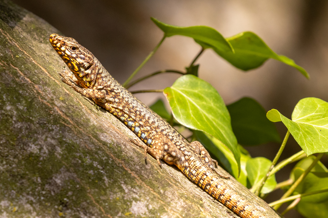 Common wall lizard (Podarcis muralis) I know we already have plenty of pictures from this species, but I just loves the colours and the pattern on this lizard. Common wall lizard,Eidechse,Geotagged,Italien,Italy,Podarcis muralis,Reptilien,Summer