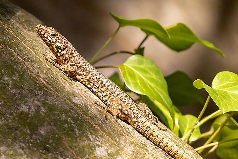 Common wall lizard (Podarcis muralis) I know we already have plenty of pictures from this species, but I just loves the colours and the pattern on this lizard. Common wall lizard,Eidechse,Geotagged,Italien,Italy,Podarcis muralis,Reptilien,Summer
