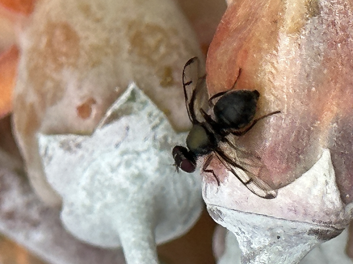 136D0B38-028D-4DC2-A7C7-278F70D376A2  Australian Fruit Fly,Austrotephritis poenia