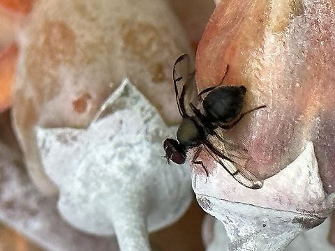 136D0B38-028D-4DC2-A7C7-278F70D376A2  Australian Fruit Fly,Austrotephritis poenia