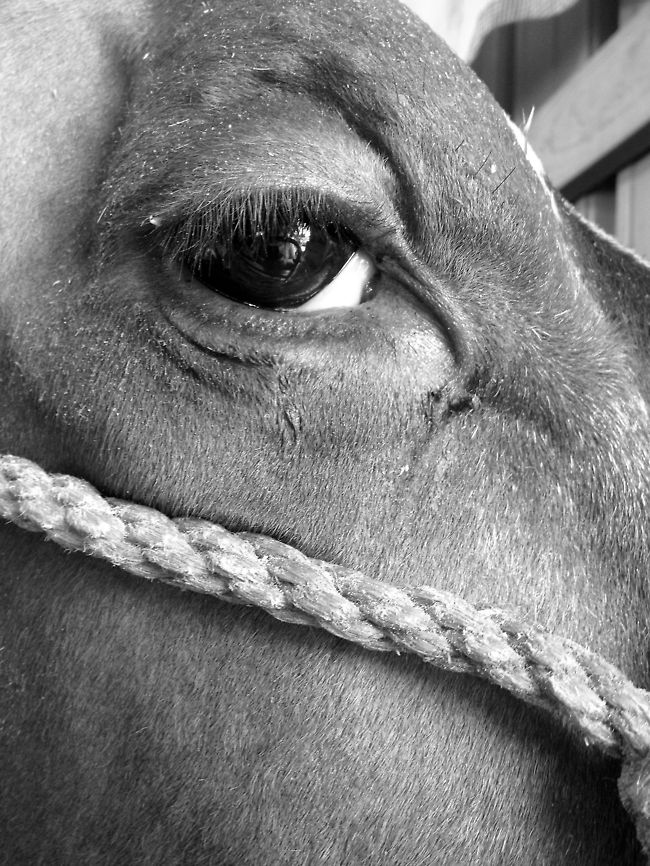 The Eye of Ol' Bessy This beauty was standing in a barn at the Canfield Fair in Canfield, OH. She was so gentle and wouldn&#039;t move a muscle when I pet her. A good 10 minutes were spent with her, talking, petting, bonding. I wanted a picture and I realized she had the most beautiful eyes. I had to get a shot. Bos primigenius indicus,Bos primigenius taurus,Cattle,United States,animal,animals,black and white,bovine,bull,canfield,contest,cow,dairy,dairy cow,eye,eyeball,fair,moo,nature,ohio