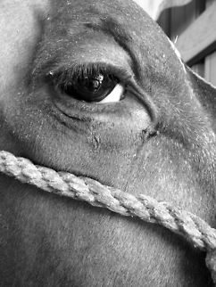 The Eye of Ol' Bessy This beauty was standing in a barn at the Canfield Fair in Canfield, OH. She was so gentle and wouldn't move a muscle when I pet her. A good 10 minutes were spent with her, talking, petting, bonding. I wanted a picture and I realized she had the most beautiful eyes. I had to get a shot. Bos primigenius indicus,Bos primigenius taurus,Cattle,United States,animal,animals,black and white,bovine,bull,canfield,contest,cow,dairy,dairy cow,eye,eyeball,fair,moo,nature,ohio