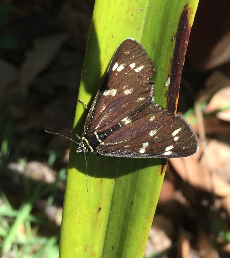 45A7BF1B-D5B3-4413-990D-E8D05E99FFC5  Cruria donowani