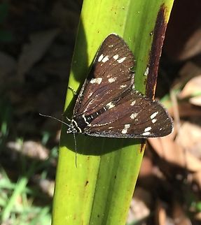 45A7BF1B-D5B3-4413-990D-E8D05E99FFC5  Cruria donowani