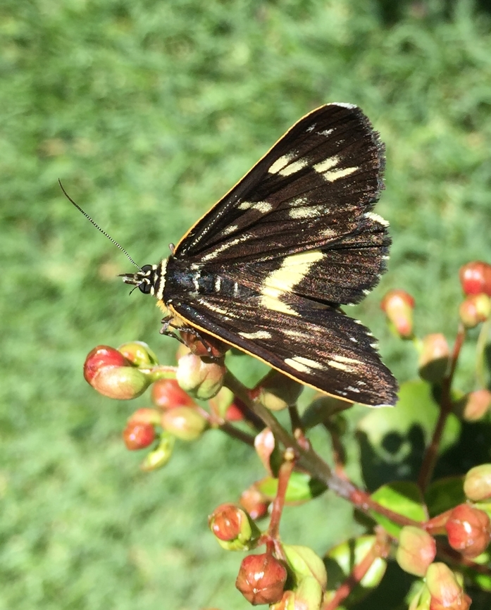 E99C8FD4-7D09-48A7-882D-BBCB608F3B47 Spotted-Day moth. Cruria donowani
