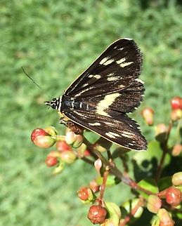 E99C8FD4-7D09-48A7-882D-BBCB608F3B47 Spotted-Day moth. Cruria donowani