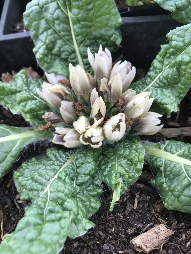 IMG_0367 Plant with flowers from my nursery<br />
<a href="https://la-mandragore.eu/" rel="nofollow">https://la-mandragore.eu/</a> France,Geotagged,Mandragora officinarum,Winter