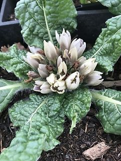 IMG_0367 Plant with flowers from my nursery
https://la-mandragore.eu/ France,Geotagged,Mandragora officinarum,Winter