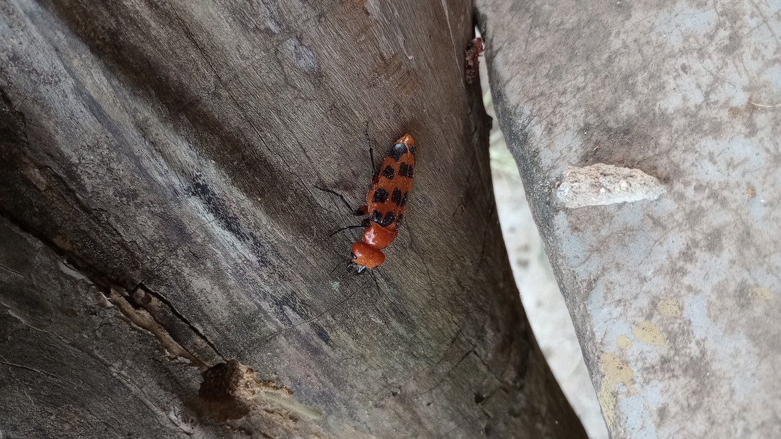 Arrebenta-bois Cissites maculata is a species of &quot;blister beetle&quot;, it can be found on the Central and South America and is a parasite of the Xylocopa Darwini, a kind of bee. It is not a beetle you will see often, but if you happen to have a Xylocopa Darwini living in a dead tree trunk in your courtyard, the blister beetle may be hovering over the bee&#039;s house preparing to lay it&#039;s eggs on it.<br />
<br />
Its Brazilian name is Arrebenta-bois, cause if a cow accidentally eat it, it may the last meal of the poor cattle. And it is named a blister beetle, cause it has a toxin that make a person&#039;s hand be &quot;blisted&quot;, this toxin&#039;s name is cantaridina. Brazil,Cissites maculata,Geotagged,Summer