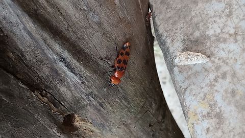 Arrebenta-bois Cissites maculata is a species of "blister beetle", it can be found on the Central and South America and is a parasite of the Xylocopa Darwini, a kind of bee. It is not a beetle you will see often, but if you happen to have a Xylocopa Darwini living in a dead tree trunk in your courtyard, the blister beetle may be hovering over the bee's house preparing to lay it's eggs on it.

Its Brazilian name is Arrebenta-bois, cause if a cow accidentally eat it, it may the last meal of the poor cattle. And it is named a blister beetle, cause it has a toxin that make a person's hand be "blisted", this toxin's name is cantaridina. Brazil,Cissites maculata,Geotagged,Summer