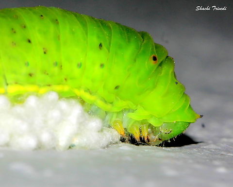 Invasion of the body snatchers 
If you think this is a touching photo of a mother protecting her eggs, you’re in for a surprise. These aren’t eggs at all; they’re the cocoons of parasitic wasps that have infested a tailed jay caterpillar (Graphium agamemnon). Some wasps can target hosts much larger than themselves, laying numerous eggs inside a single caterpillar. The larvae feed on the caterpillar’s insides while it’s still alive, eventually emerging to spin their own cocoons from the dead or dying host. Graphium agamemnon,parasitic wasp,tailed jay caterpillar