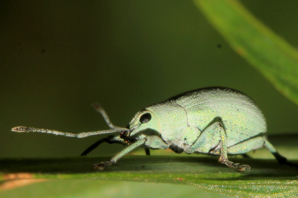 Myllocerus undecimpustulatus Known generally as the Sri Lanka weevil or yellow-headed ravenous weevil, is a species of oriental broad-nosed weevil in the beetle family Curculionidae. It damages crops and is resistant to controls. Geotagged,India,Myllocerus undecimpustulatus,Summer,Weevils,weevil