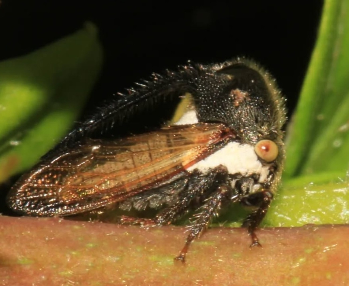 Leptocentrus taurus  Eggplant Horned Planthopper,Geotagged,India,Leptocentrus taurus,Winter,fabricius,membracidae,planthopper,treehopper