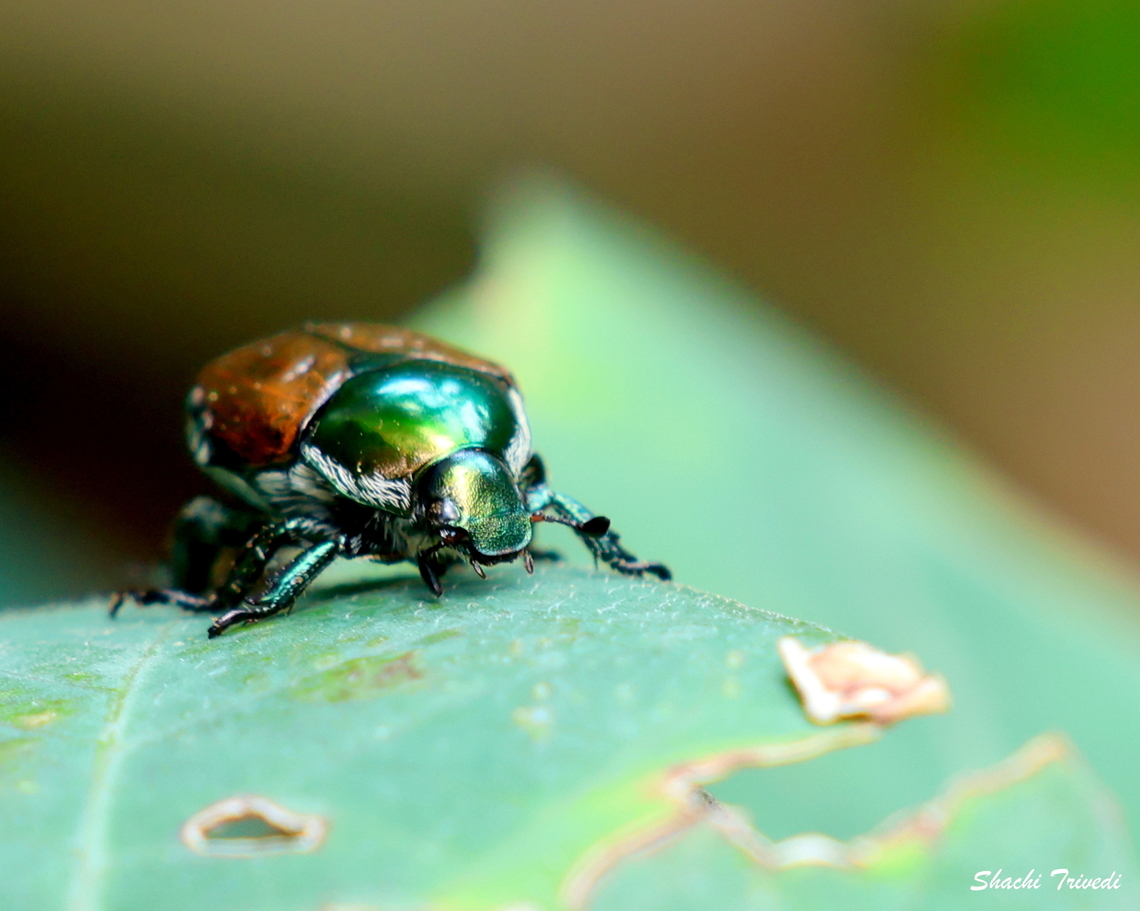 Japanese beetle A Japanese beetle strolls along a leaf. Considered an introduced pest, they damage leaves and flowers. They can be identified by metallic green body and copper colour wings. India,Japanese Beetle,Japanese beetle,Pest,Popillia japonica,beetle,bengaluru,insect
