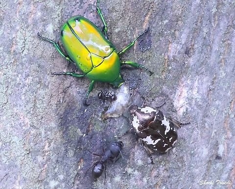 Heterorhina elegans and Protaetia aurichalcea On this tree trunk, a glistening green Heterorhina elegans and a mottled Protaetia aurichalcea&mdash;both flower chafers&mdash;share sap with a few hungry ants. The oozing resin serves as a natural feeding station, drawing together beetles and ants alike in a moment that highlights how even a single drop of sap can sustain a tiny ecosystem.
 Geotagged,Heterorhina elegans,India,Protaetia aurichalcea,beetle