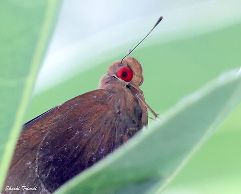 Matapa aria Red eye express - Matapa aria (common redeye) on a leaf. Common Redeye,Geotagged,India,Matapa aria,Summer,leaf