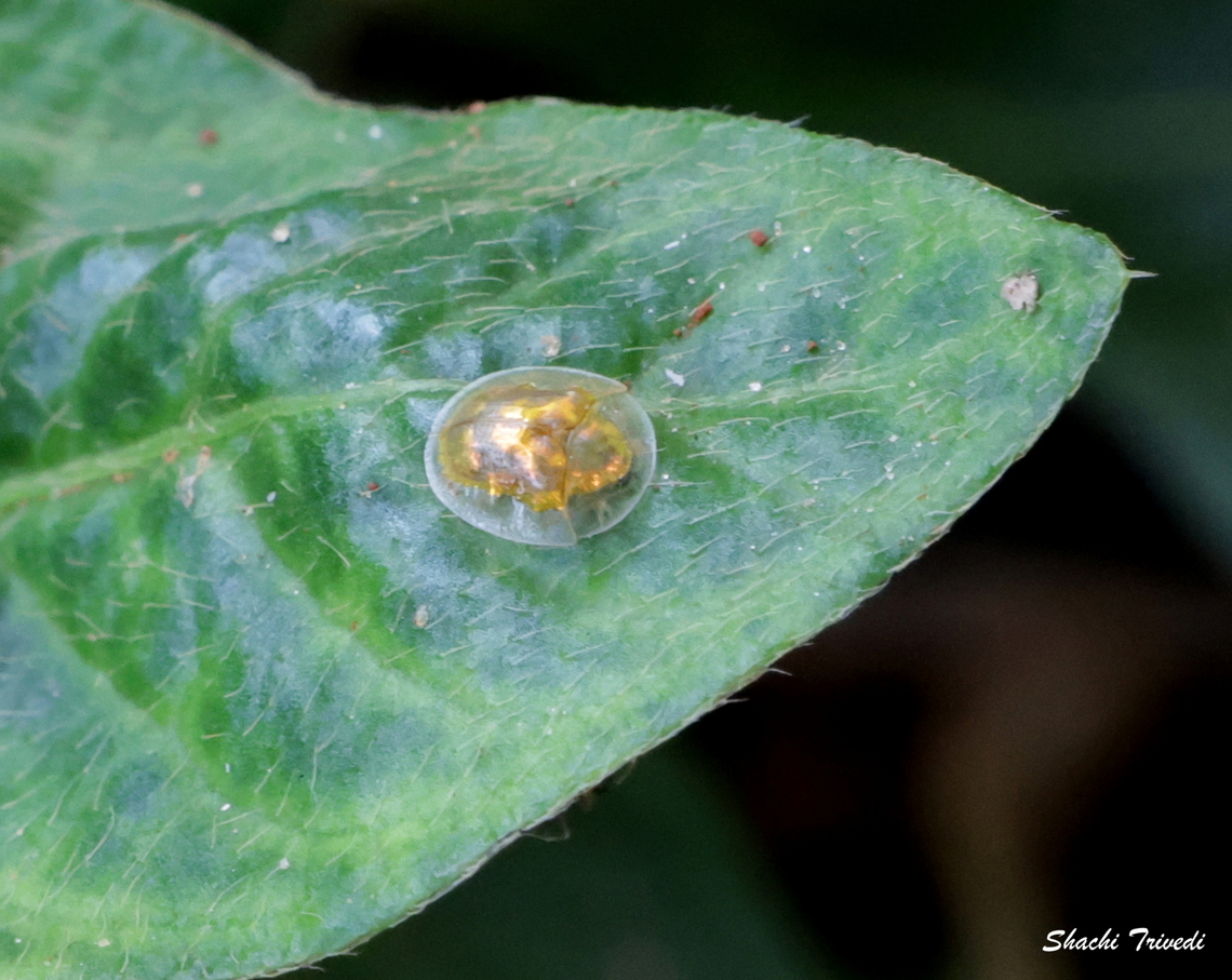 Aspidimorpha sanctaecrucis Beetle with bling<br />
<br />
The Golden Tortoise Beetle wears a shiny gold coat but flips to red when spooked. Known for its golden sheen and color-changing ability, its metallic look comes from structural layers under a transparent shell that reflect light. When calm, it appears golden; when stressed or disturbed, it shifts to reddish or brown. This change helps in camouflage, defence and communication. Asphidimorpha,Aspidimorpha sanctaecrucis,Geotagged,India,Summer