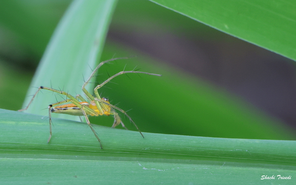 Oxyopes macilentus Oxyopes macilentus, or the lean lynx spider, is an active predator, hunting among vegetation rather than relying on a web. They are especially common in grassy areas and rice fields. <br />
<br />
For cricket (the game, not the insect) fans, I call this photo a stop motion study of Jasprit Bumrah releasing a yorker. The fans will get the joke.<br />
 Geotagged,India,Lean lynx spider,Oxyopes macilentus,Summer