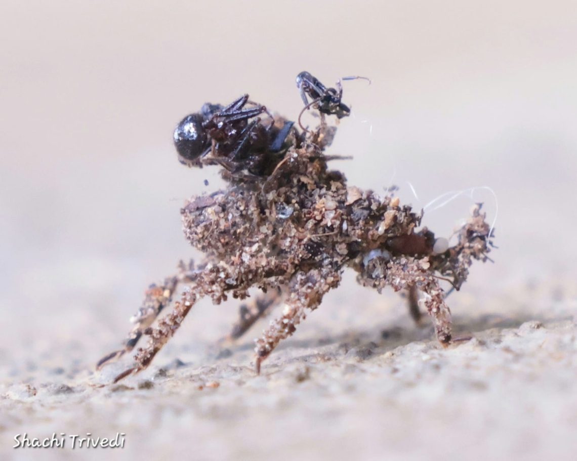 Acanthaspis quinquespinosa After a shopping spree<br />
<br />
Members of the heteropteran family Reduviidae are called assassin bugs because most species attack and feed on other insects.<br />
<br />
A master of disguise, an assassin bug nymph coats itself in a sticky secretion, allowing it to cover its body with dust, debris and ants even as it remains hidden while stalking prey. This particular one was spotted on a wall, cleverly camouflaged beneath a layer of debris, bits of string and ant carcasses. Acanthaspis quinquespinosa,Geotagged,India
