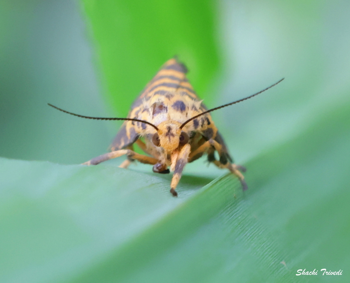 Nepita conferta Twinning with tigers<br />
<br />
Nepita conferta is a small tiger moth (family Erebidae, subfamily Arctiinae) found in India, Sri Lanka, and nearby regions. It has dark forewings marked with white spots and lighter hindwings, often yellowish with dark borders. Nocturnal and attracted to light, its caterpillars typically feed on lichens or algae. These lichens contain chemical compounds that the larvae can absorb. The compounds make the moths unpalatable to predators, giving them a natural chemical defense. Geotagged,India,Nepita,Nepita conferta,Summer,Tiger moth