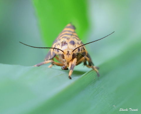 Nepita conferta Twinning with tigers

Nepita conferta is a small tiger moth (family Erebidae, subfamily Arctiinae) found in India, Sri Lanka, and nearby regions. It has dark forewings marked with white spots and lighter hindwings, often yellowish with dark borders. Nocturnal and attracted to light, its caterpillars typically feed on lichens or algae. These lichens contain chemical compounds that the larvae can absorb. The compounds make the moths unpalatable to predators, giving them a natural chemical defense. Geotagged,India,Nepita,Nepita conferta,Summer,Tiger moth