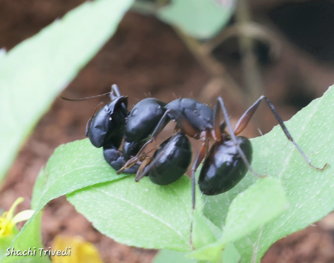 Camponotus compressus Combat-ants<br />
While on a walk, I chanced upon what looked like a floundering wasp. When I looked closer I saw it was two black ants engaged in a brutal fight. I was surprised- for I did not know ants fought.<br />
They were at it for five minutes at least. A fight unto death that ended only when one decapitated the other...<br />
Live and learn. Ants,Black carpenter ant,Camponotus compressus,Geotagged,India,carpenter ant