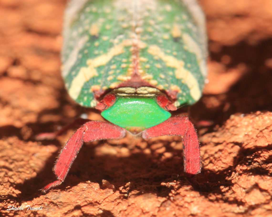Eurybrachys tomentosa The eurybrachys tomentosa is&nbsp;a colourful planthopper belonging to the family Eurybrachidae, and particularly found in south and central India.&nbsp;I have always called it the&nbsp;Christmas&nbsp;bug&nbsp;owing to its green and red colouration.&nbsp;<br />
Eurybrachidae are sap-suckers. The female will lay several clutches of eggs in clusters, covered by a white capsule that protects them from predators. They are regarded as pests. Eurybrachidae,Eurybrachys tomentosa,Geotagged,India,Summer,geotagged,macro,pest,planthopper,portarait