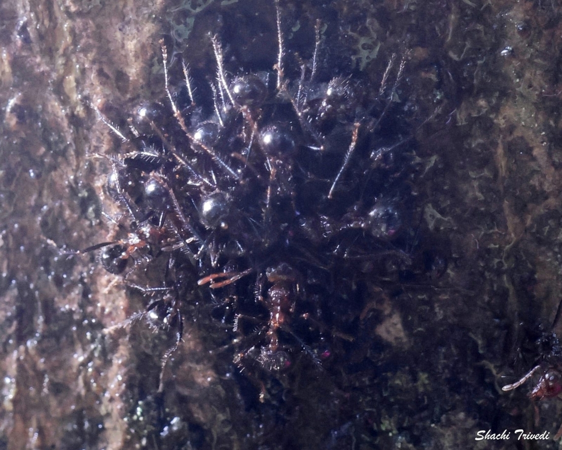 Camponotus parius Congreg-ants: Carpenter ants (Camponotus parius) swarm on a tree trunk to feed on sap or insect exudate.  Ants,Camponotus parius,Geotagged,India,Summer,carpenter ants