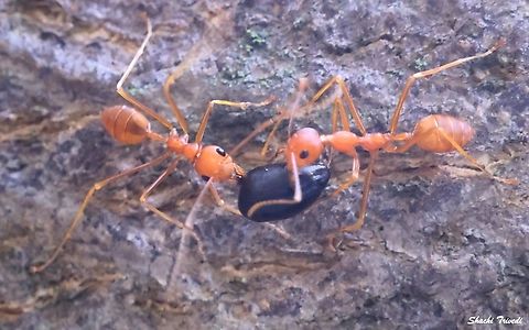 Oecophylla smaragdina  Asian Weaver Ant,Geotagged,India,Oecophylla smaragdina