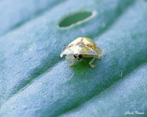 Aspidimorpha sanctaecrucis Finally got a frontal of the golden tortoiseshell beetle. Reminded me of a rice farmer tending to his crop in pouring rain. Aspidimorpha sanctaecrucis,Geotagged,India,Summer,Tortoise Beetle,beetle