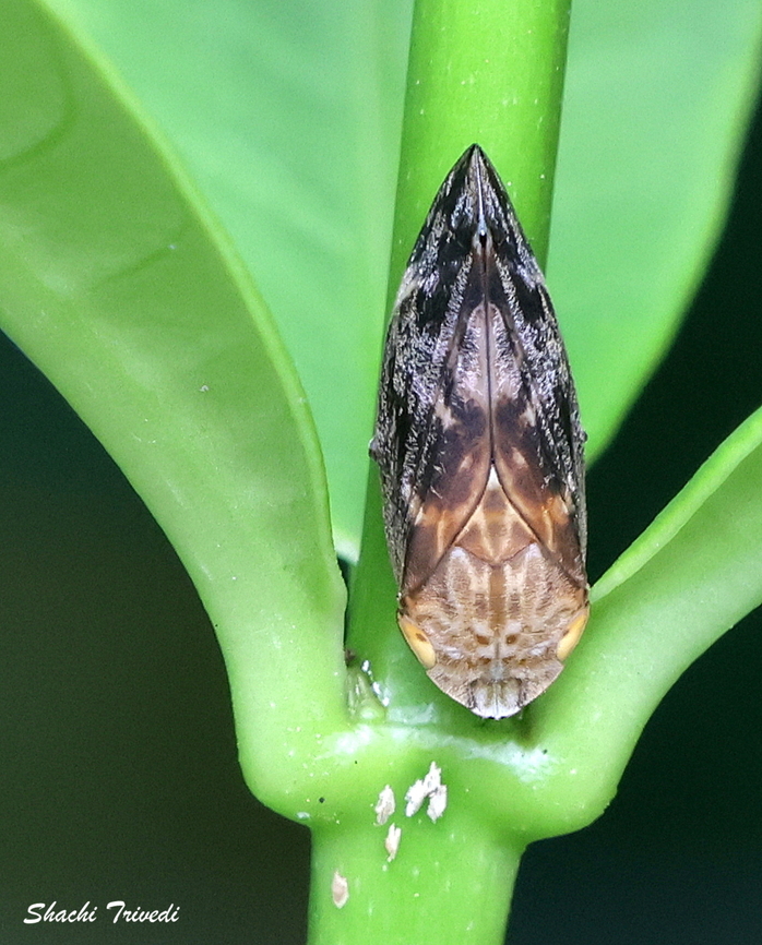 Clovia conifera This one reminded me of how Darth Vader would look if he had a stomach ache... Clovia conifera is a species of spittlebug found in India and other countries in Asia. Known as a frog hopper or true spittlebug, the nymphs of this insect feed on plant xylem and secrete a frothy, spittle-like substance for protection.  Clovia conifera; hemiptera,Geotagged,India,Spittlebug,Summer,froghopper