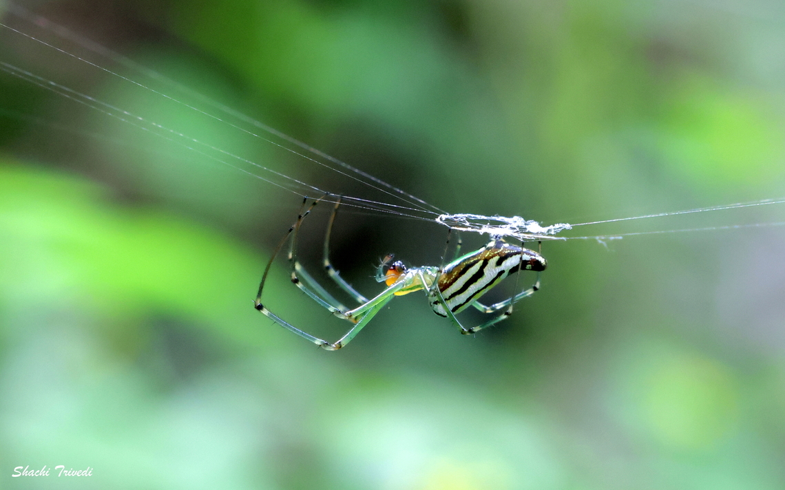 Leucauge decorata Sergeant Spider was sure his rope-climbing technique would take him to commando school... Decorative Silver Orb Spider,Geotagged,India,Leucauge decorata,Summer