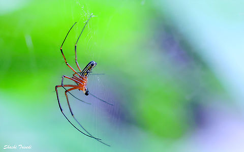 Leucauge celebesiana  Geotagged,India,Leucauge celebesiana,Orchard spider