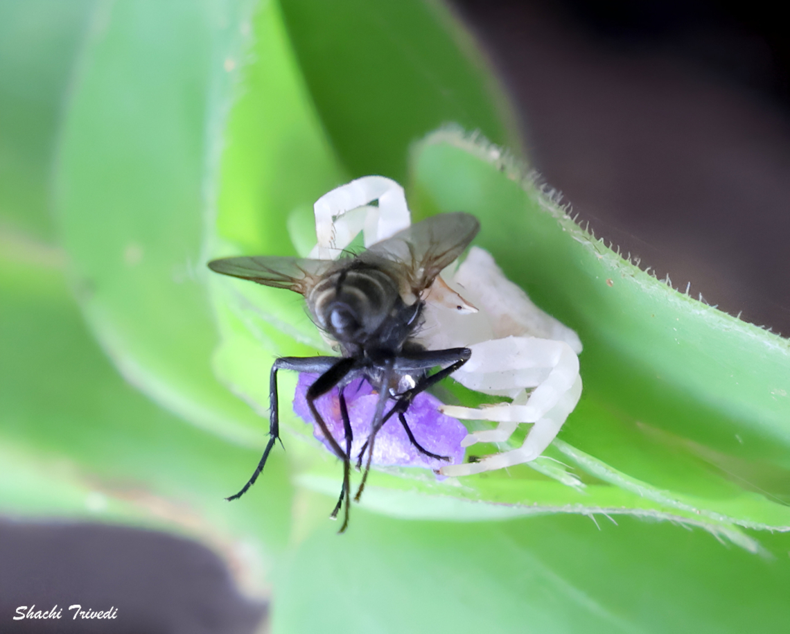 Thomisus spectabilis  Bangalore,Crab spider,Geotagged,India,Thomisus spectabilis,White crab spider,flower crab spider