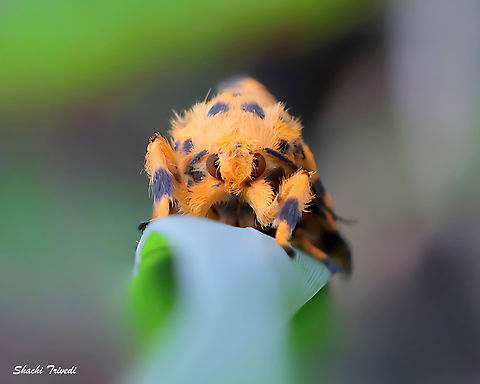 Nepita conferta Spotted.
Yet another Nepita coniferta. Can't resist taking their photo, especially of the males with their comb-like antennae. This one is a female - alluring nevertheless. A lot of these around, since the monsoon marks their breeding season. Bangalore,Geotagged,India,Moth,Nepita,Nepita conferta,Tiger moth,Winter