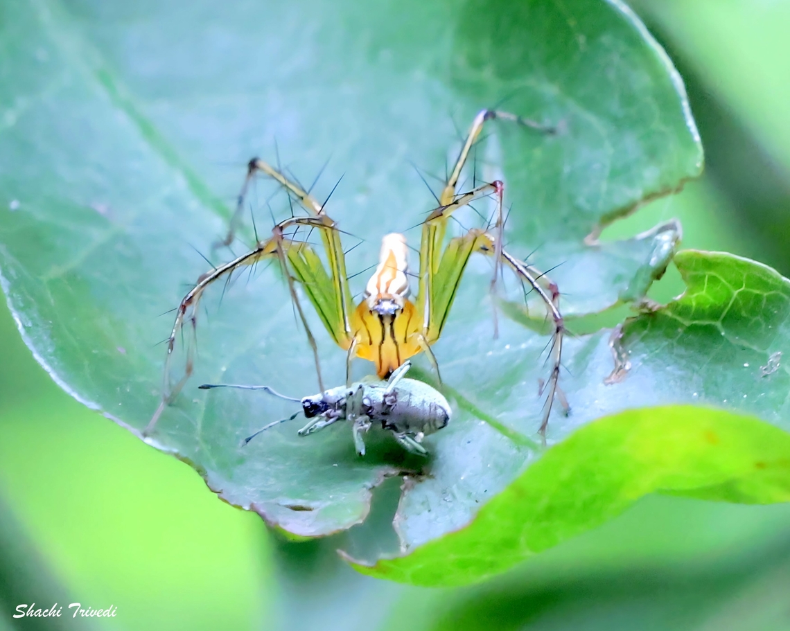Oxyopes salticus  Geotagged,India,Lynx spider,Oxyopes salticus,Striped Lynx Spider,Winter,weevil