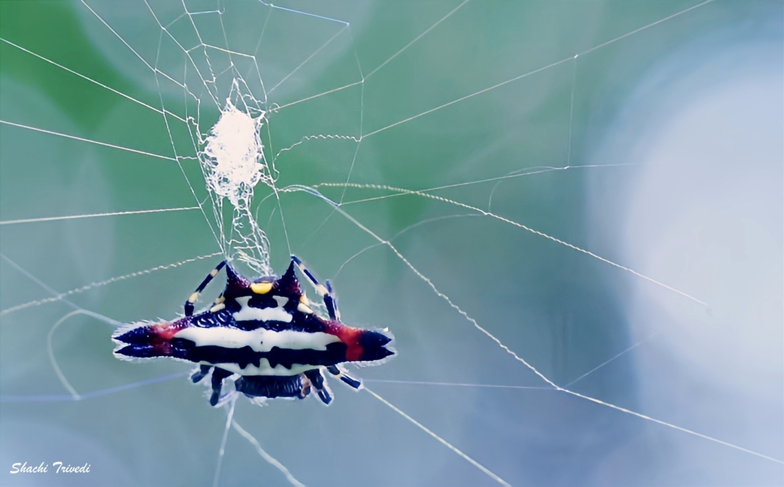 Gastercantha geminata Bat-spideyman comes to the rescue of Gotham City Bangalore,Fall,Gasteracantha geminata,Gastercantha,Gastercantha geminata,Geotagged,India,Oriental spiny orb-weaver,Spiny orb-weaver