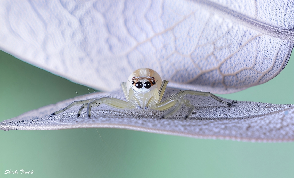 Telamonia dimidiata  Bangalore,Geotagged,India,Jumping Spider,Salticidae,Telamonia dimidiata,Two-striped jumper,Winter