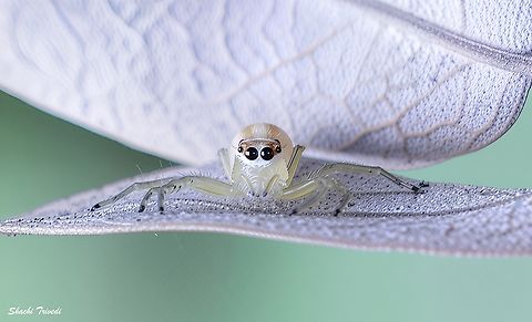 Telamonia dimidiata  Bangalore,Geotagged,India,Jumping Spider,Salticidae,Telamonia dimidiata,Two-striped jumper,Winter