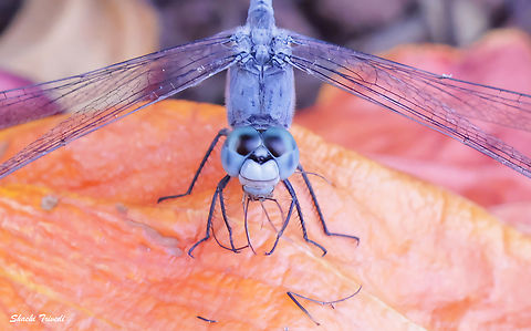 Diplacodes trivialis  Bangalore,Chalky Percher,Diplacodes trivialis,Geotagged,India,Indian Odonata,Winter,dragonfly,odonata