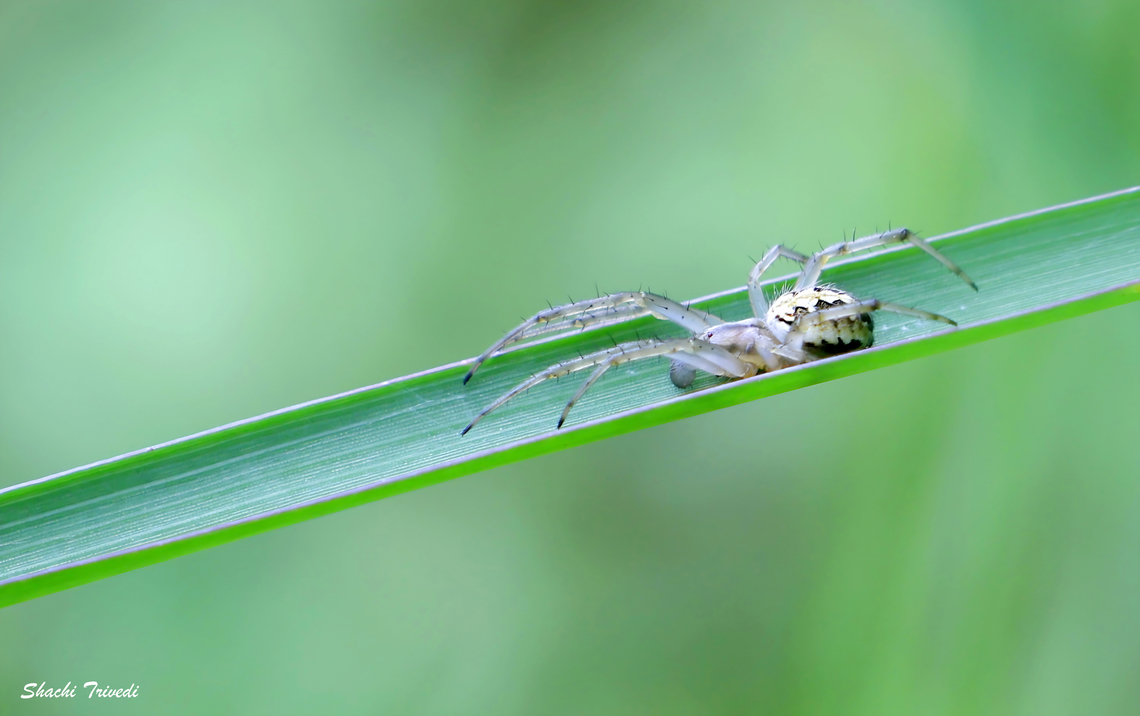 Neoscona theisi  Araneidae,Fall,Geotagged,India,Neoscona theisi,Spider,Spotted Orbweaver Spider,bengaluru