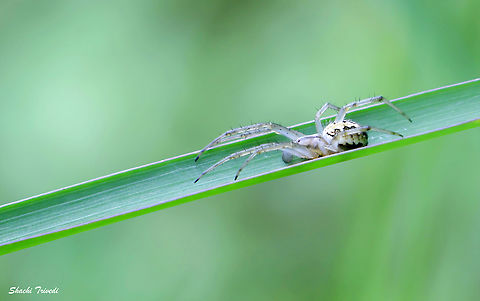 Neoscona theisi  Araneidae,Fall,Geotagged,India,Neoscona theisi,Spider,Spotted Orbweaver Spider,bengaluru