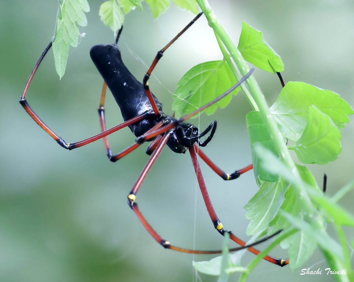 Nephila kuhli I found the perfect Halloween costume!<br />
<br />
I suppose the spider should come with a trigger warning. This is Ms Nephila Kuhlii aka the black wood spider. It's an orb weaver. This one was easily 7 inches. The poor males are much smaller. Reportedly its poison does not affect humans much. (I did not try it.) Bangalore,Bengaluru,Black Wood Spider,Fall,Geotagged,India,Nephila kuhli,orbweaver spider