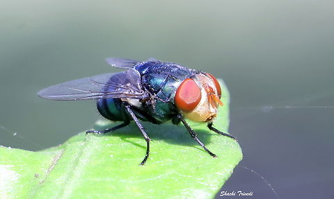Chrysomya megacephala  Blow fly,Chrysomya megacephala,Oriental Latrine Fly