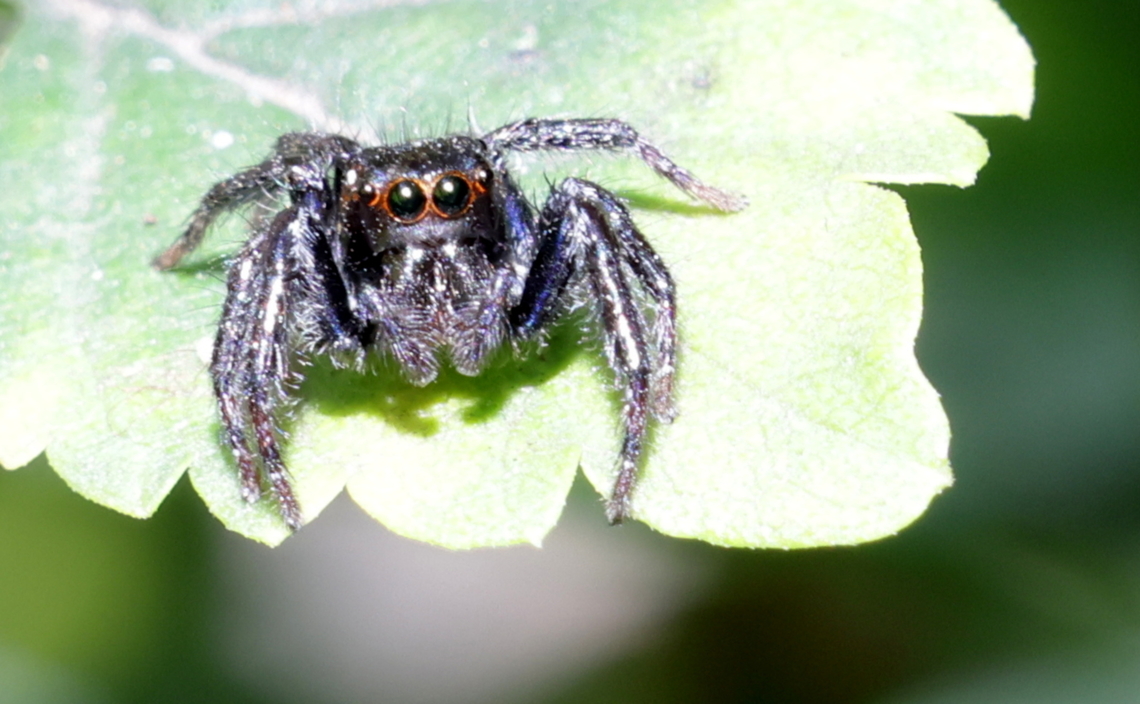 Carrhotus viduus  Carrhotus viduus