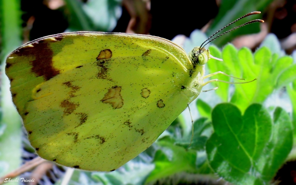 Common Grass Yellow butterfly (Eurema hecabe)  Common Grass Yellow,Eurema hecabe